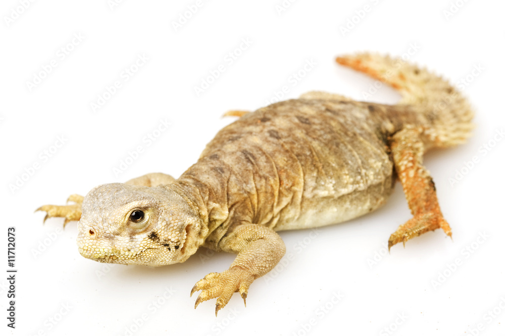 Obraz premium Spiny-tailed lizard