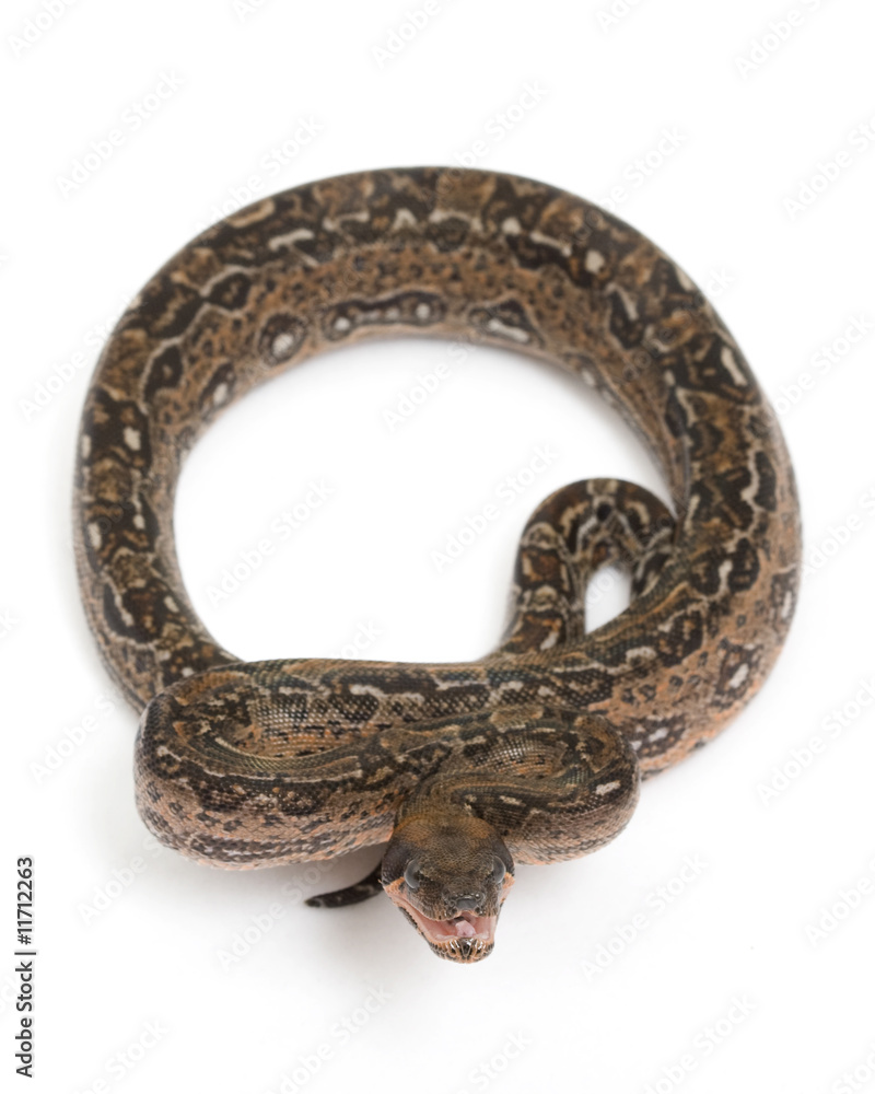 Obraz premium Leopard Argentine Boa