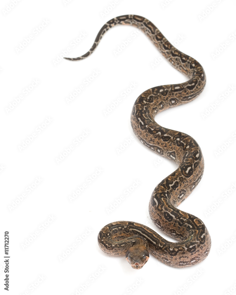 Leopard Argentine Boa Leopard Argentine Boa