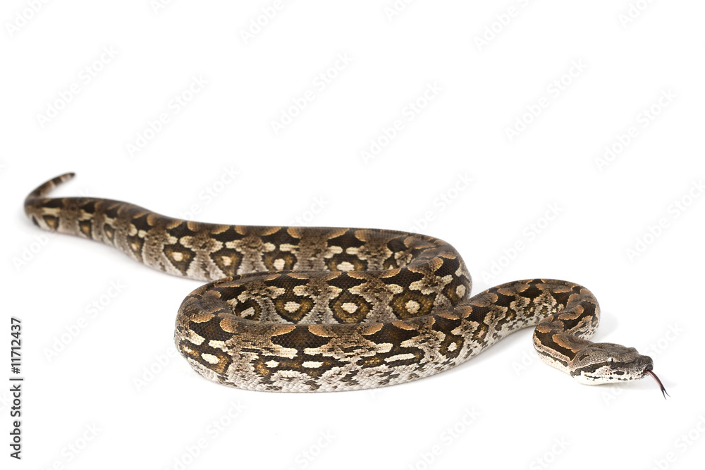 Dumeril's Boa (Boa dumerili) Dumeril's Boa (Boa dumerili)