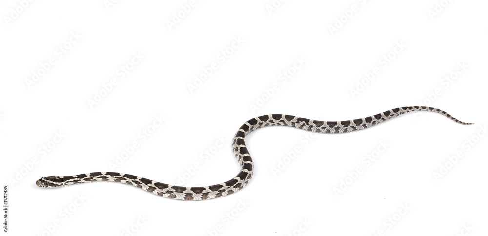 Amery Corn Snake Amery Corn Snake