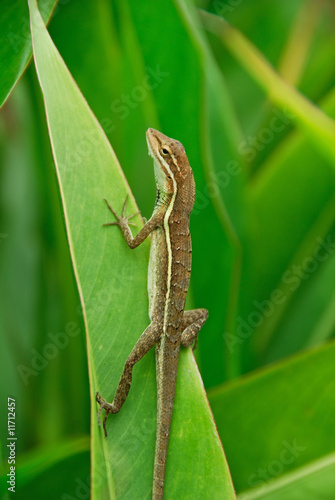 Anolis auratus (polychrotidae, sauria)