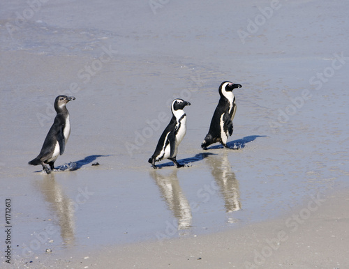 Three Penguins On The Beach