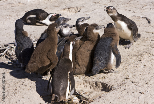 Fotografie, Tablou Penguin Colony At School