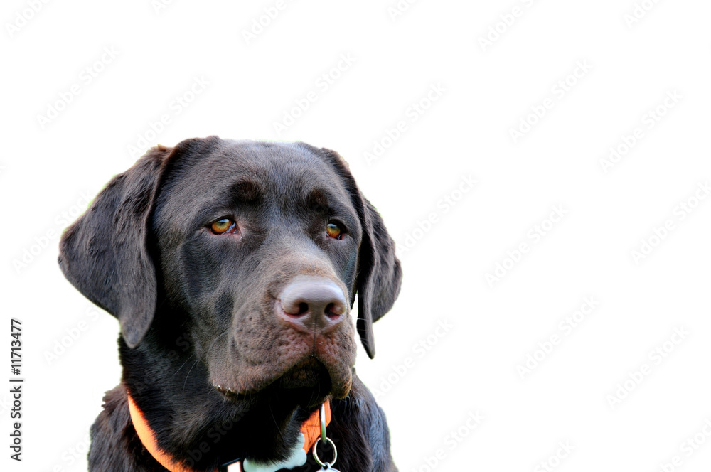chocolate labrador chocolate labrador