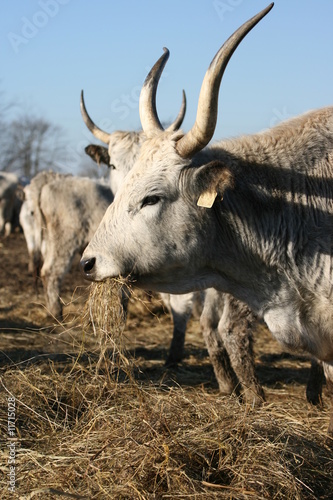 Fototapeta Naklejka Na Ścianę i Meble -  Grey Hungarian Cattle.