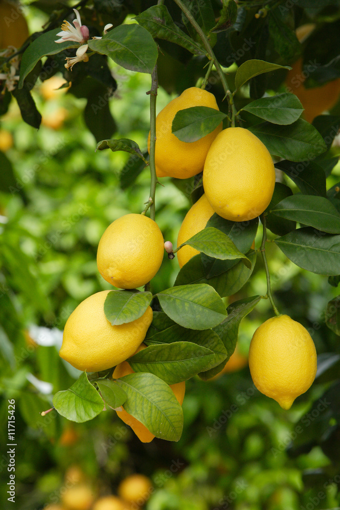 lemons on a tree