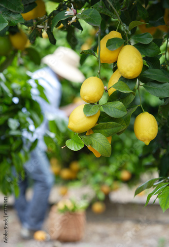 Fotografie lemons on a tree