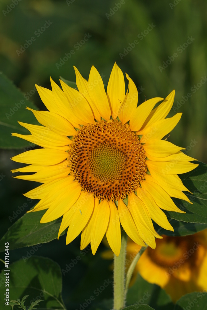Obraz premium Sunflower