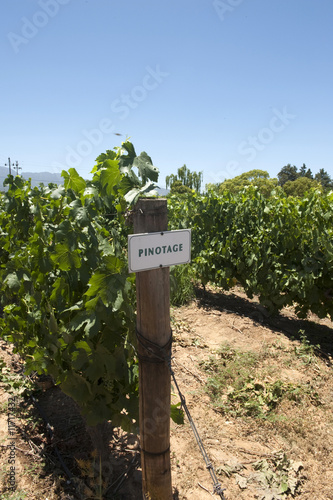 Pinotage vineyard in South Africa