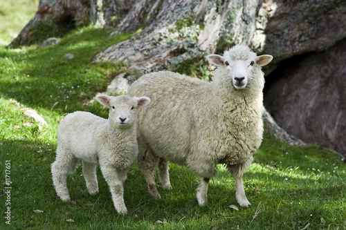 Schaffamilie