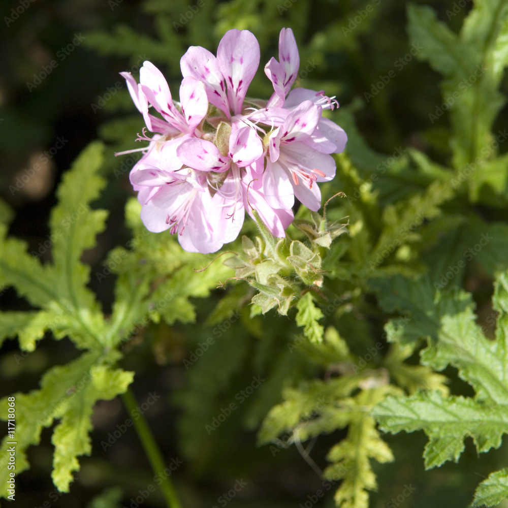 Pelargonium pseudoglutinosum Pelargonium pseudoglutinosum