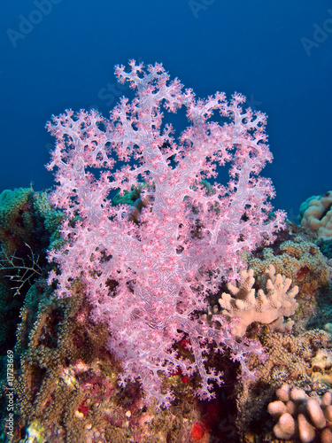Pink soft coral #11723669