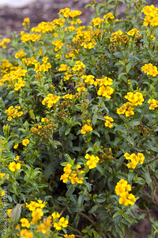 Obraz premium Gewuerztagetes