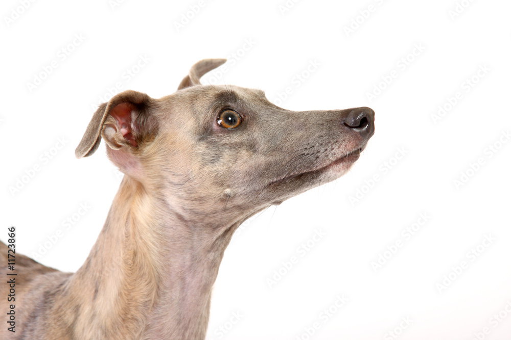 whippet