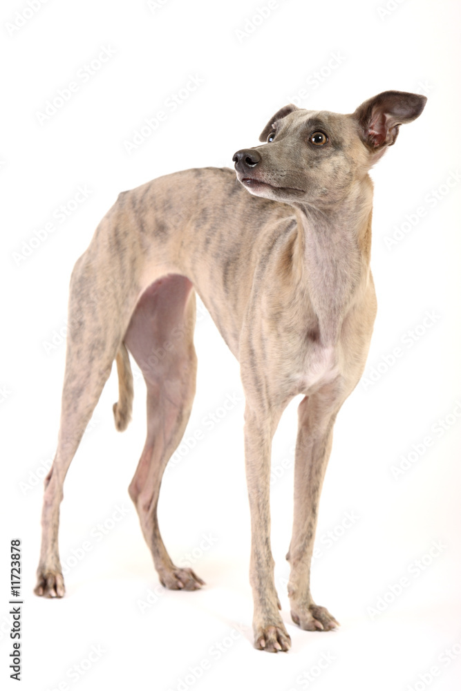 whippet