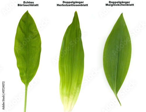 Baerlauchdoppelgaenger