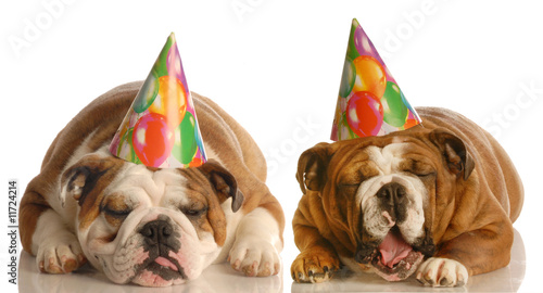 two bulldogs wearing birthday hats complaining