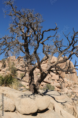 desert tree2