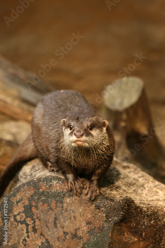 Otter looking at you