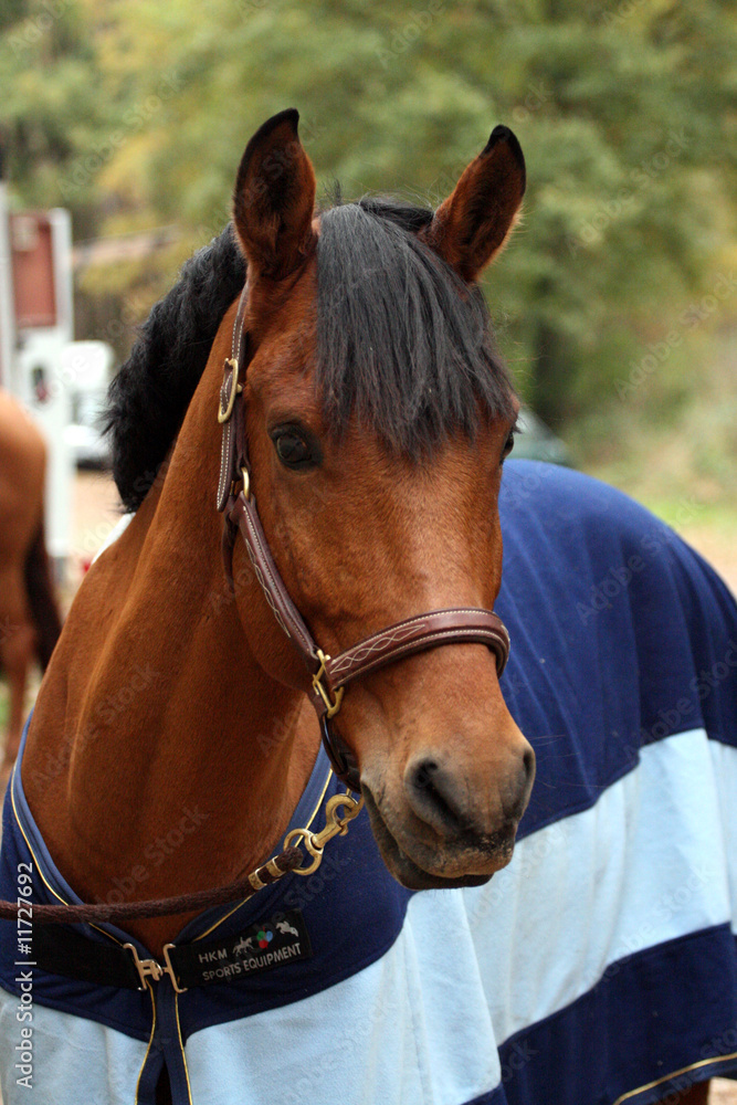 Fototapeta premium Barbe arabe