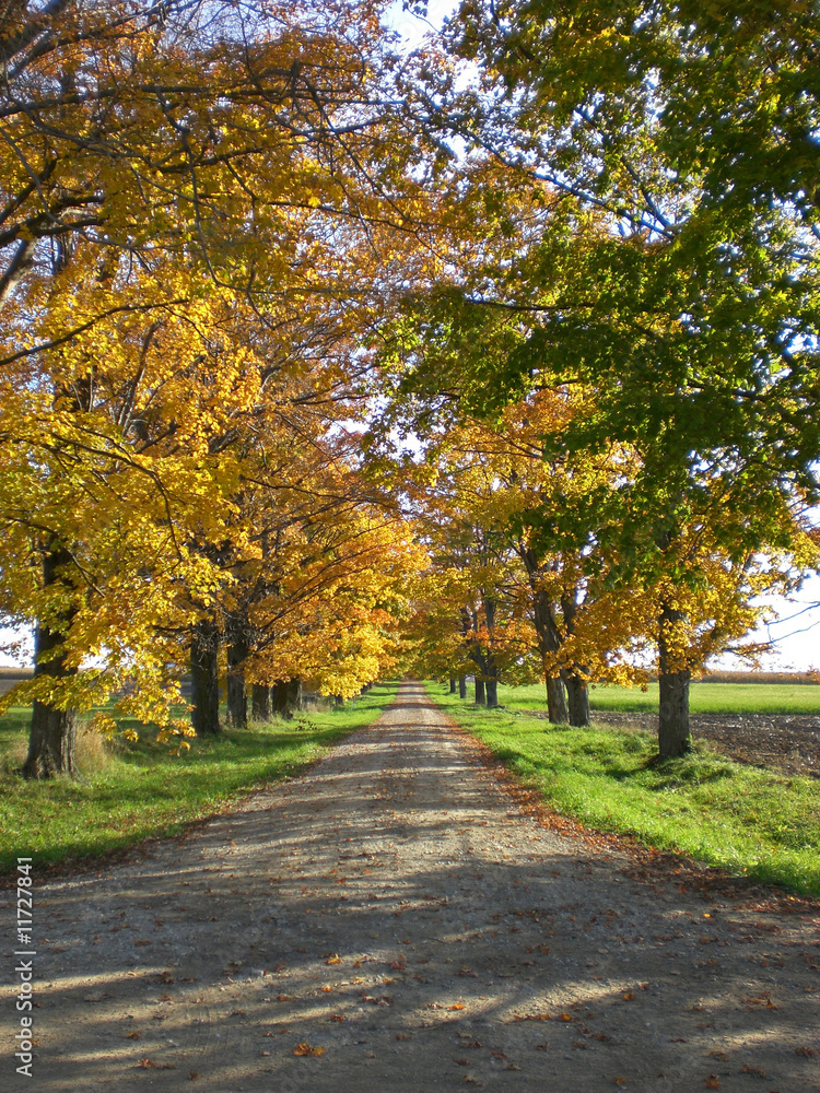 Rural laneway with autumn trees