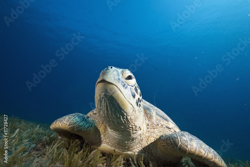 female green turtle