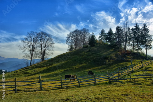 Cows on hill