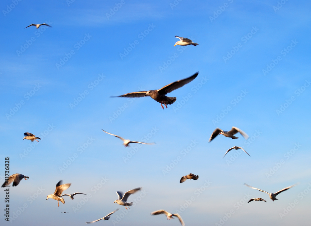 Fototapeta premium Flock of seagulls