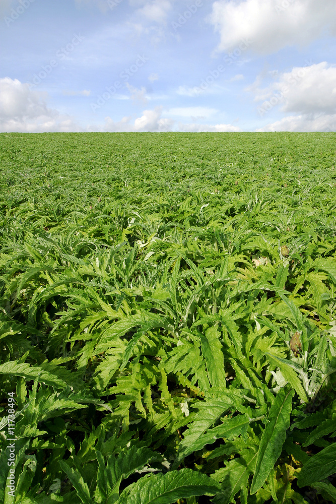 Fototapeta premium campo coltivato di carciofi