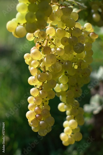 white wine grape, vertical