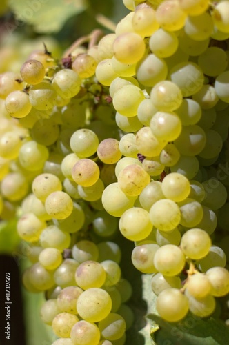 white wine grape