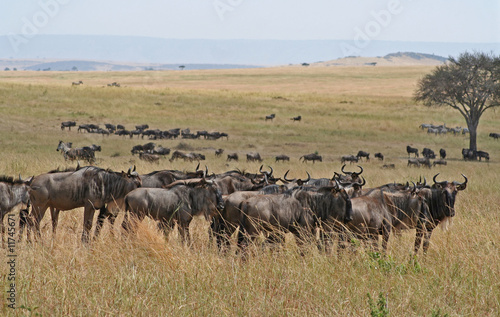 Landschaft Masai Mara Kenia mit Gnus © wiw