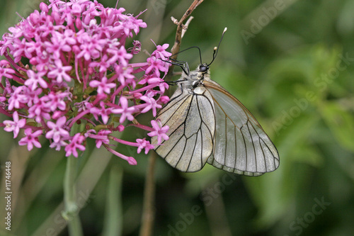 Baumweißling auf Roter Spornblume photo