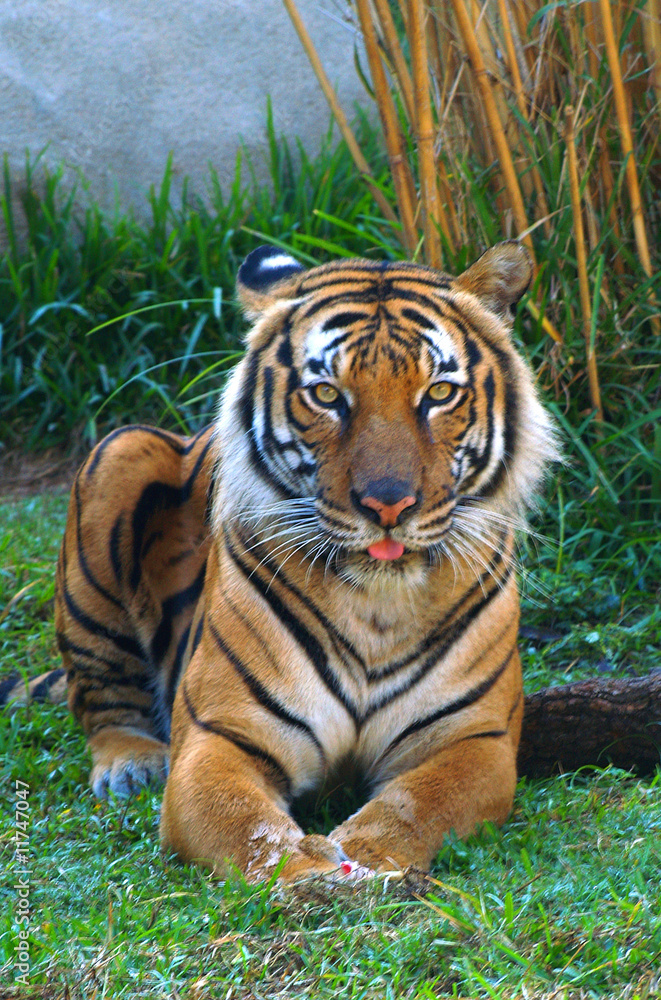 Fototapeta premium orange tiger sitting in green grass