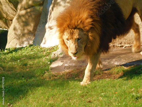 Lion walking through jungle