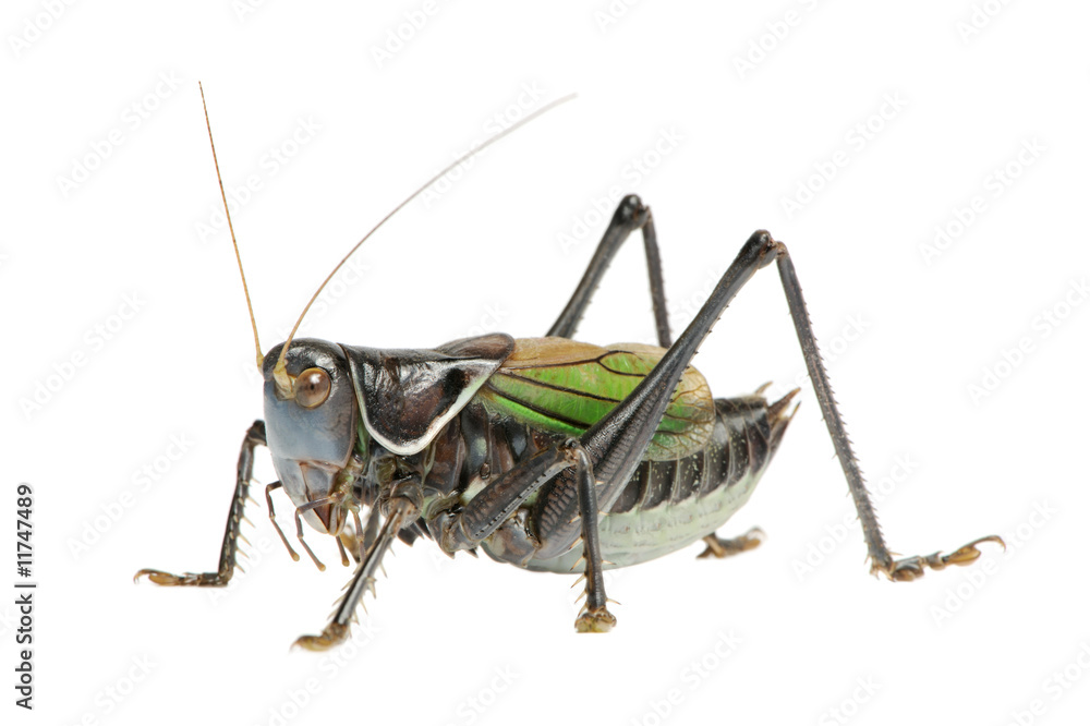 Grasshopper - Gampsocleis gratiosa Grasshopper - Gampsocleis gratiosa