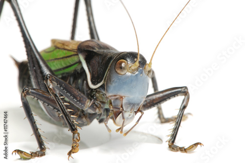 Grasshopper - Gampsocleis gratiosa