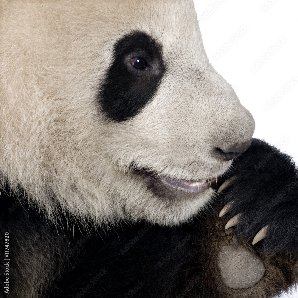 Giant Panda (18 months) - Ailuropoda melanoleuca Giant Panda (18 months) - Ailuropoda melanoleuca