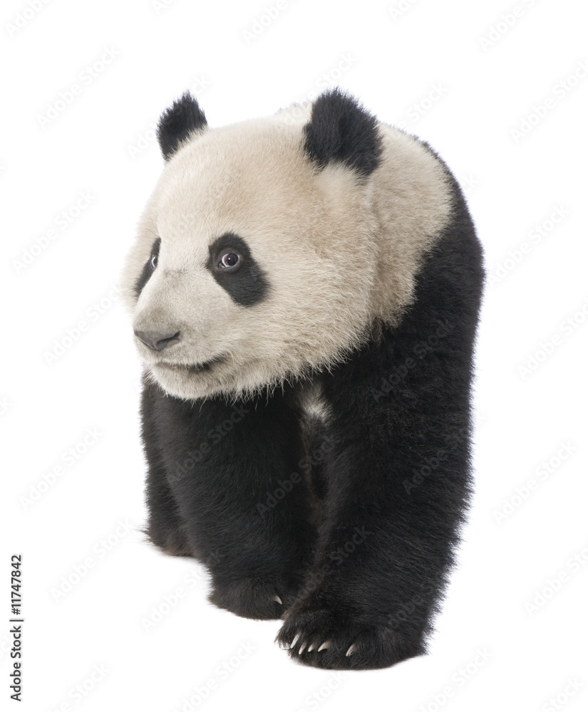 Naklejka premium Giant Panda (18 miesięcy) - Ailuropoda melanoleuca