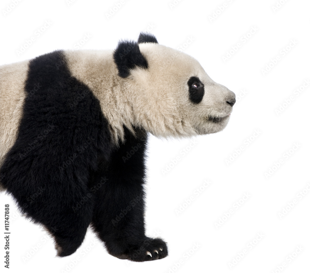 Naklejka premium Giant Panda (18 miesięcy) - Ailuropoda melanoleuca