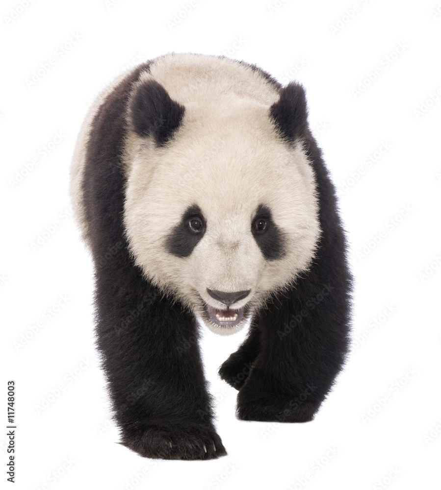 Obraz premium Giant Panda (18 miesięcy) - Ailuropoda melanoleuca