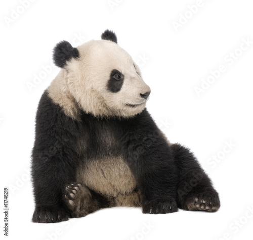 Fototapeta Naklejka Na Ścianę i Meble -  Giant Panda (18 months) - Ailuropoda melanoleuca