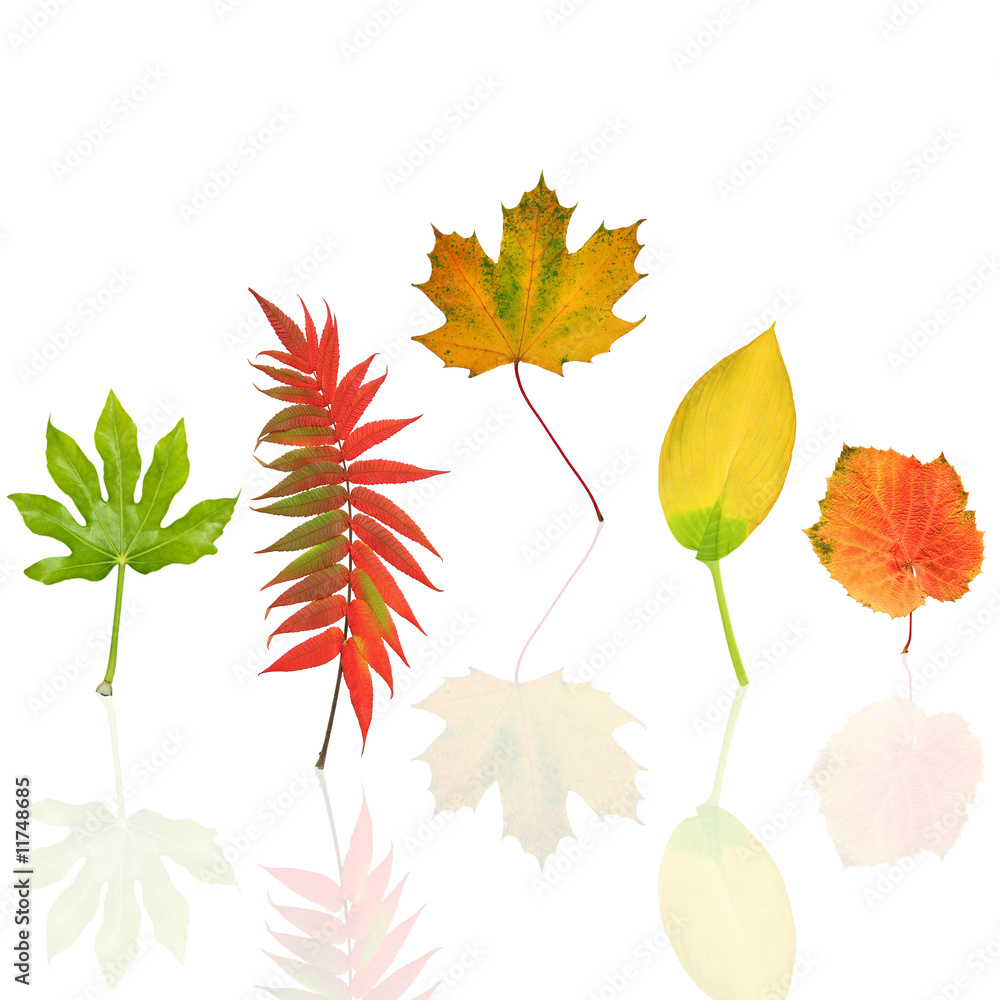 Fototapeta premium Dancing Leaves of Autumn