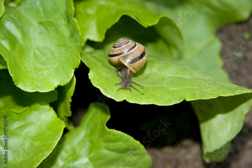 Gartenschnecke