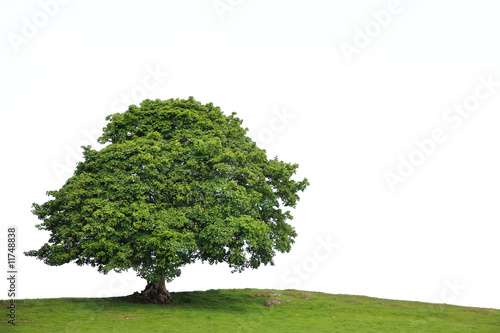 Old Sycamore Tree