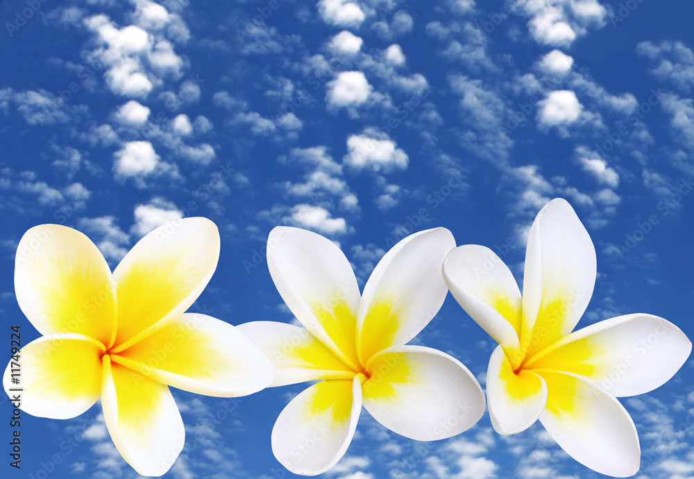 Frangipani with Blue Sky Frangipani with Blue Sky