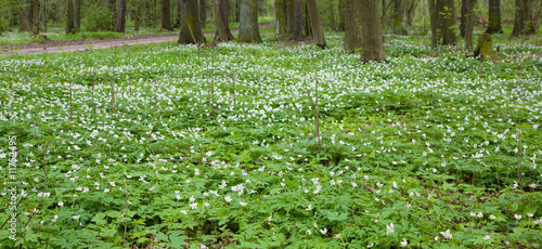 Springtime Wood Anemone flowers photo