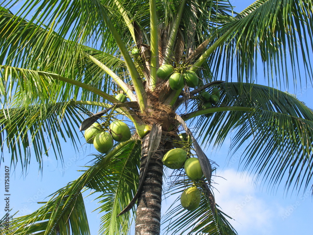 Fototapeta premium Cocotier à Bali