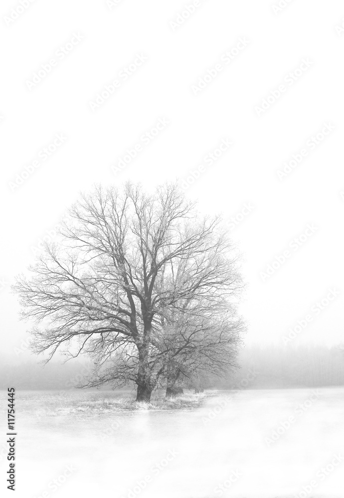 Fototapeta premium oak alley